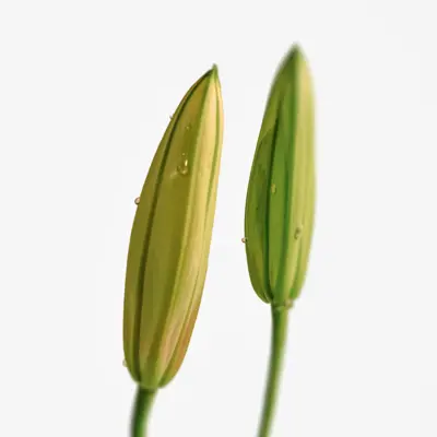 Kremasti parfem - 313 Naked Muguet 30 ml